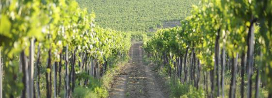 意大利葡萄酒产区：托斯卡纳葡萄酒之旅