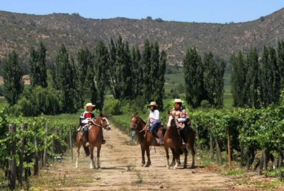 智利中央山谷，“藏”在南美洲的葡萄酒圣地，你了解吗？