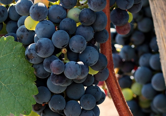酿造干红葡萄酒对原料的要求？