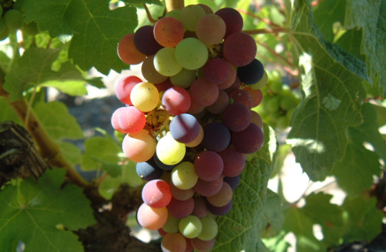 酿酒葡萄的主要品种有什么？