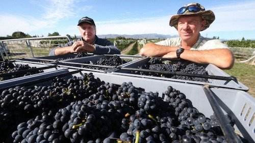 新西兰处于封城状态，但葡萄采收仍然在继续进行