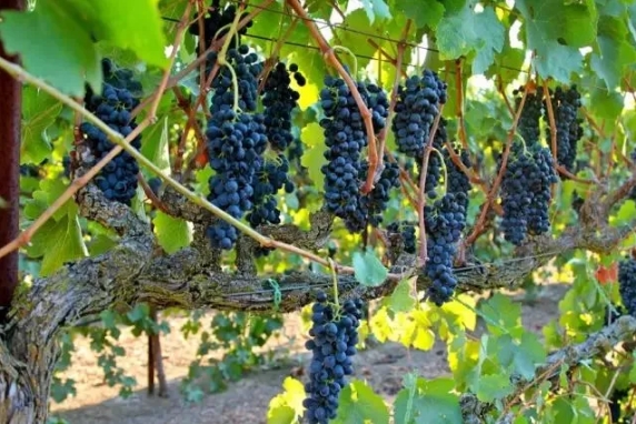 原来酿酒葡萄与我们常吃的葡萄有这么多不同！