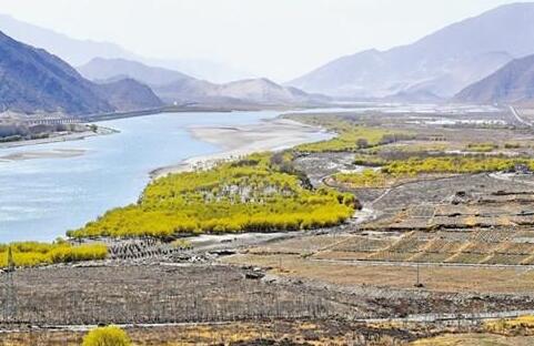 西藏山南市桑日县以“公司+基地+农户”模式发展葡萄产业