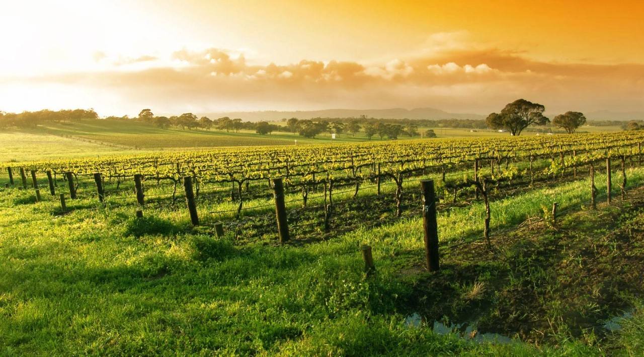 美国葡萄栽培与酿造协会取消举办葡萄与葡萄酒联合研讨会