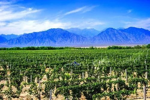 2020年第一季度宁夏落实新建酿酒葡萄基地31808亩