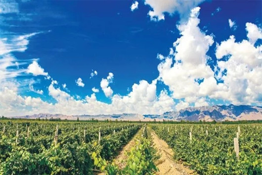 截止2019年底，宁夏葡萄酒产业综合产值达到260亿元