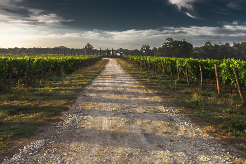 新南威尔士葡萄酒有什么特点？