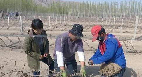 新疆焉耆县十万亩酿酒葡萄出土完成
