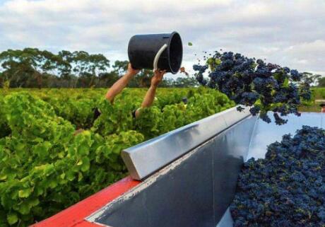 2020年南澳葡萄酒产量将减少50％