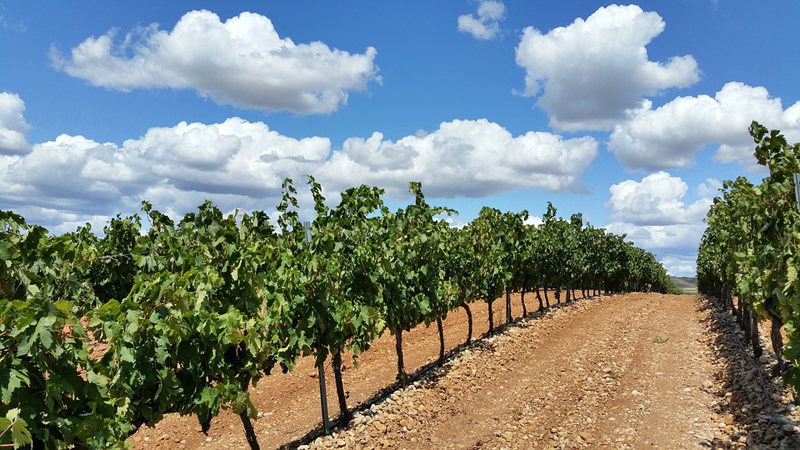 庫里科谷curico valley