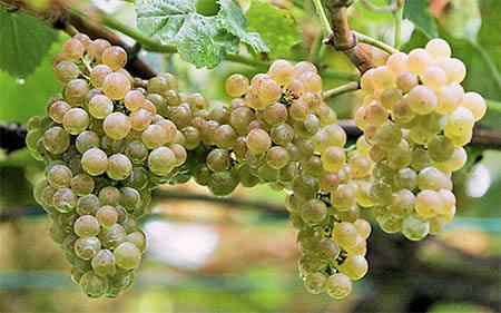 阿尔巴利诺葡萄酒在英国的销售量激增