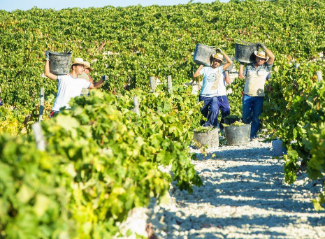 欧洲葡萄酒生产国面临销售危机