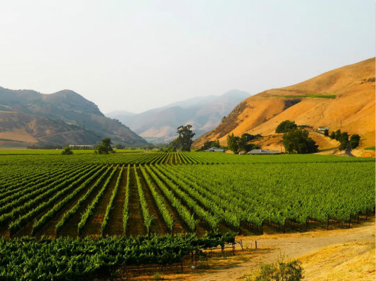 圣塔芭芭拉郡产区酿酒葡萄种植者起诉大麻农场
