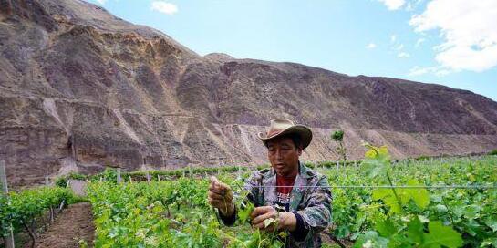 西藏昌都种植葡萄产业让群众实现脱贫