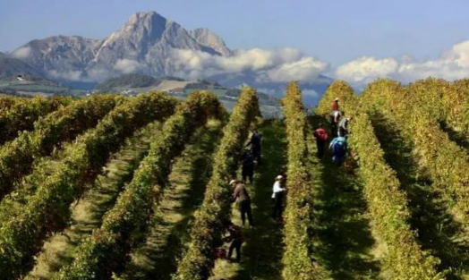 最近五年，阿布鲁佐葡萄酒对亚洲市场出口量增长154%