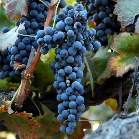 佳丽酿葡萄品种的特点？