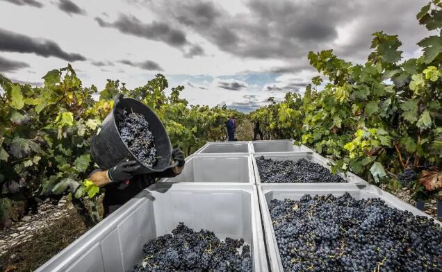 拉里奥哈省政府农业部支持储存优质葡萄酒