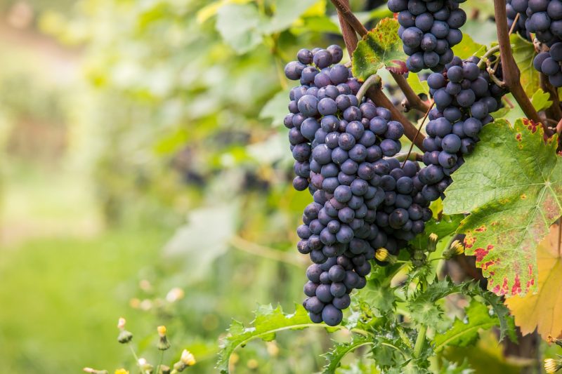 2022年新西兰黑皮诺葡萄酒峰会将在2月举行