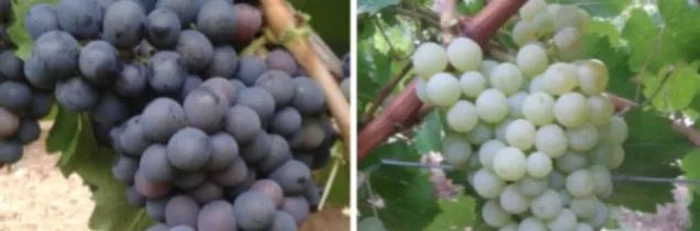 法国更新葡萄品种目录，新增两个品种