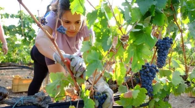 西班牙雷阿尔城青年农民农业协会要求政府采取措施援助葡萄酒行业