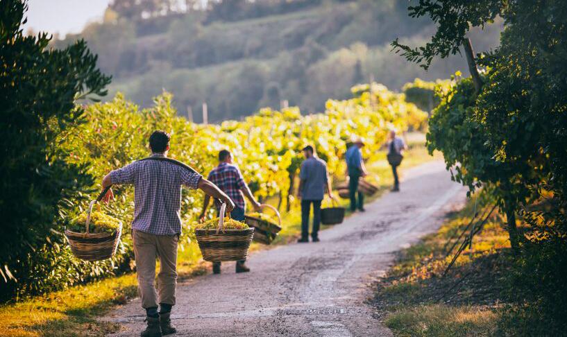 瓦尔波利切拉保护协会将减低葡萄酒产量