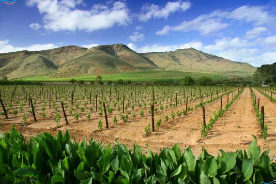 厦门开普酒业 | 葡萄酒种类这么多，南非葡萄酒是怎样在市场上突围而出？