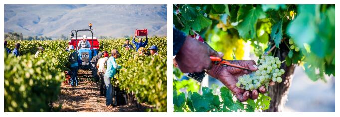 厦门开普酒业 | 葡萄酒种类这么多，南非葡萄酒是怎样在市场上突围而出？