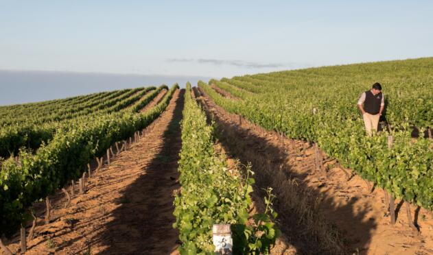 南非沙朗博格酒庄 | 南非达令，凭什么酿出新世界独具一格的葡萄酒？
