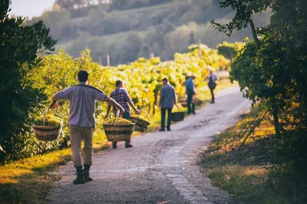 意大利三大葡萄酒产区宣布减少葡萄采摘产量