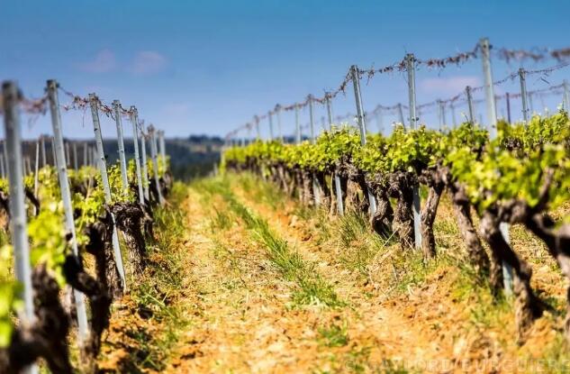 朗格多克，为何被誉为南法葡萄酒的圣地？