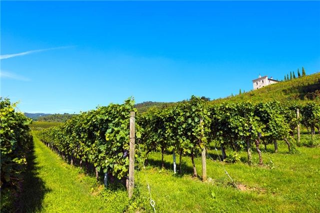 意大利农业食品和林业政策部宣布认证葡萄酒历史和葡萄园