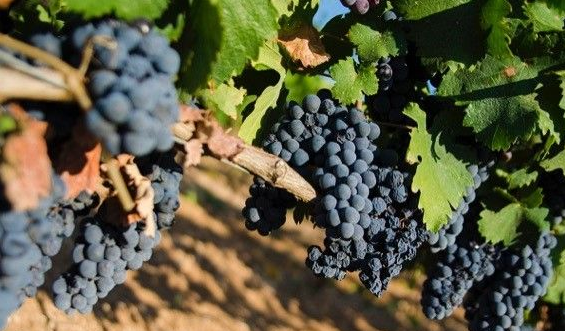 意大利曼杜利亚普里米迪沃葡萄酒产区协会三年内禁止新增葡萄园