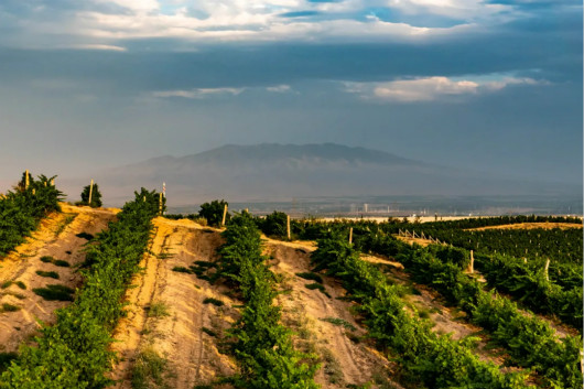 红寺堡区大力发展葡萄酒产业