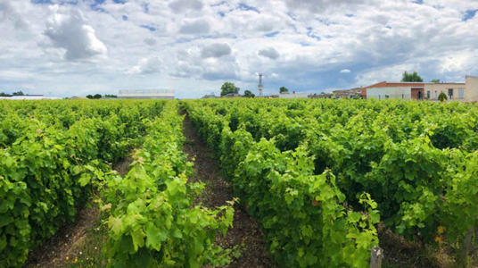 《葡萄酒行业绿色工厂评价要求》行业标准正式起草