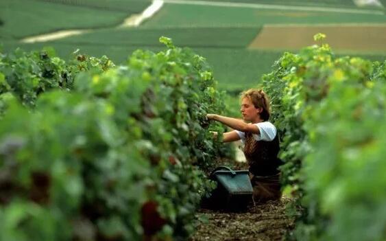 意大利葡萄采摘季将产生2.5万个临时工作岗位