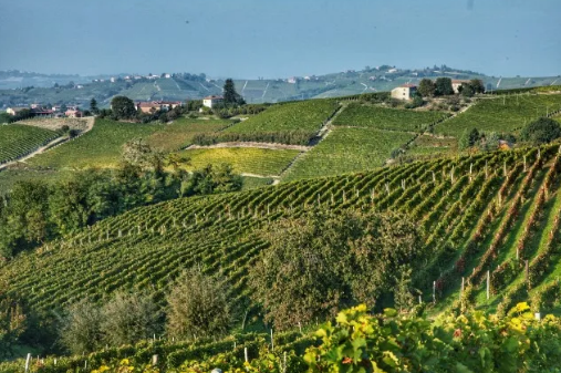 阿菲耶里之地法定产区成为意大利第76个DOCG葡萄酒产区