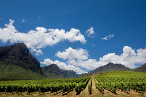 南非葡萄酒行业会面临崩溃吗？
