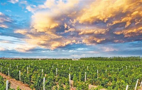 山东省发布促进山东葡萄酒产业高质量发展若干意见