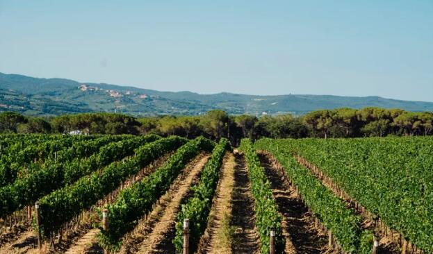 意大利奥纳雅酒庄开始2020年葡萄采收工作