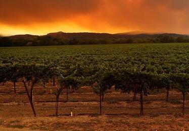 加州大火导致当地葡萄酒商面临巨大经济损失