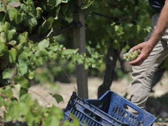 意大利2020年葡萄采摘季已经开始了