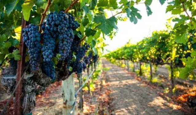 2020年西班牙葡萄酒产量将增加15%