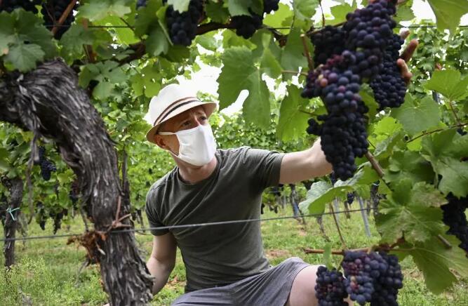 今年法国葡萄酒行业迎来葡萄收成历史新高