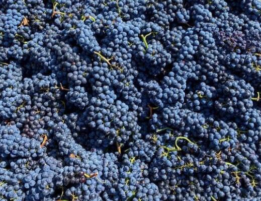 意大利葡萄酒联合会发布《2020年意大利葡萄年份预测报告》