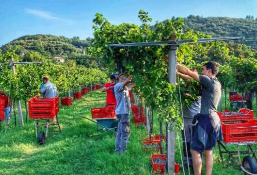 威尼托和西西里产区葡萄酒收成预测报告出炉