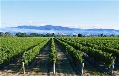 自治区葡萄酒产业高质量发展推进会在闽宁镇召开