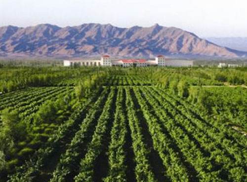 未来宁夏葡萄酒产业综合产值将达到500亿元以上