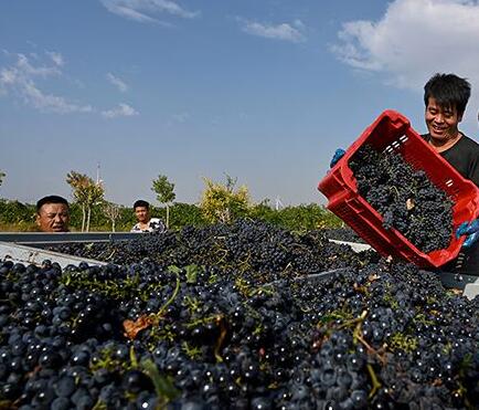 宁夏贺兰山东麓产区成为葡萄酒行业关注热点地区
