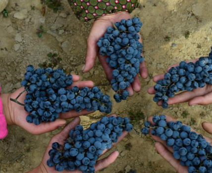 《2020年贺兰山东麓酿酒葡萄气象年份报告》出炉