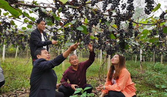 村民种植野生葡萄，每亩收入达到33000元